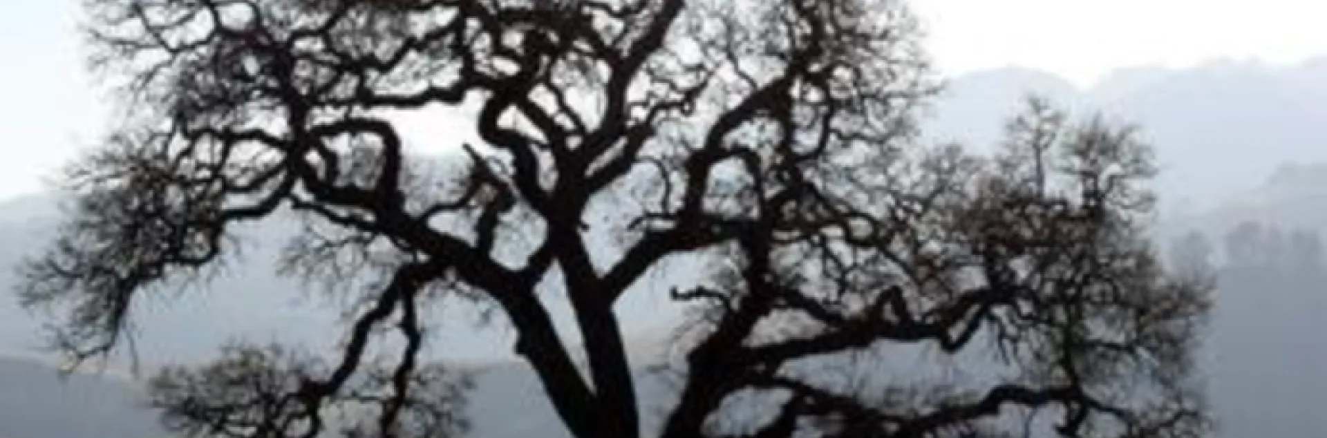 silhouette of a valley oak on a foggy hillside