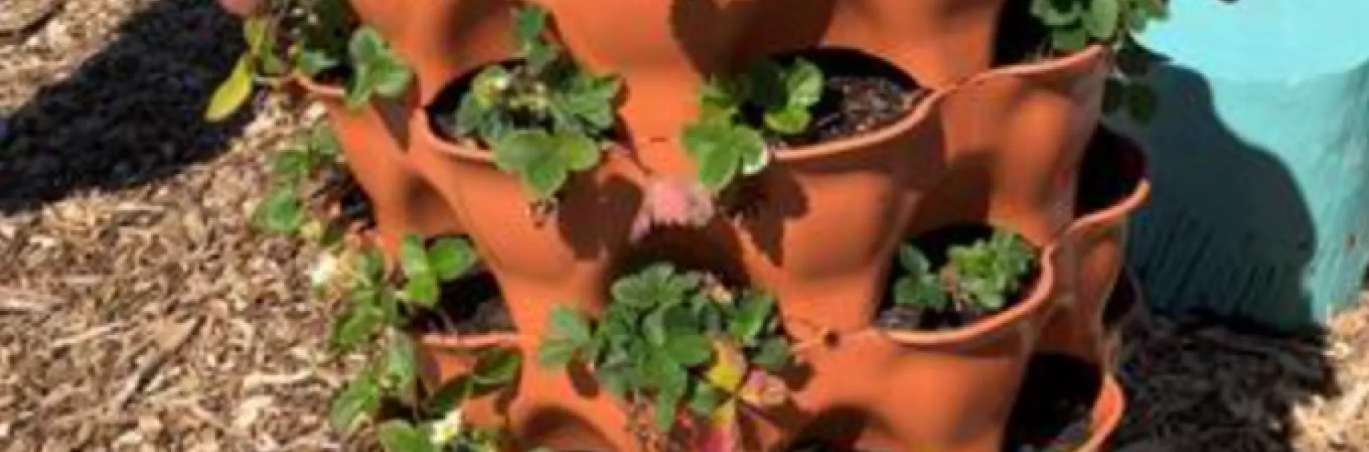 strawberry pot planted with strawberry plants
