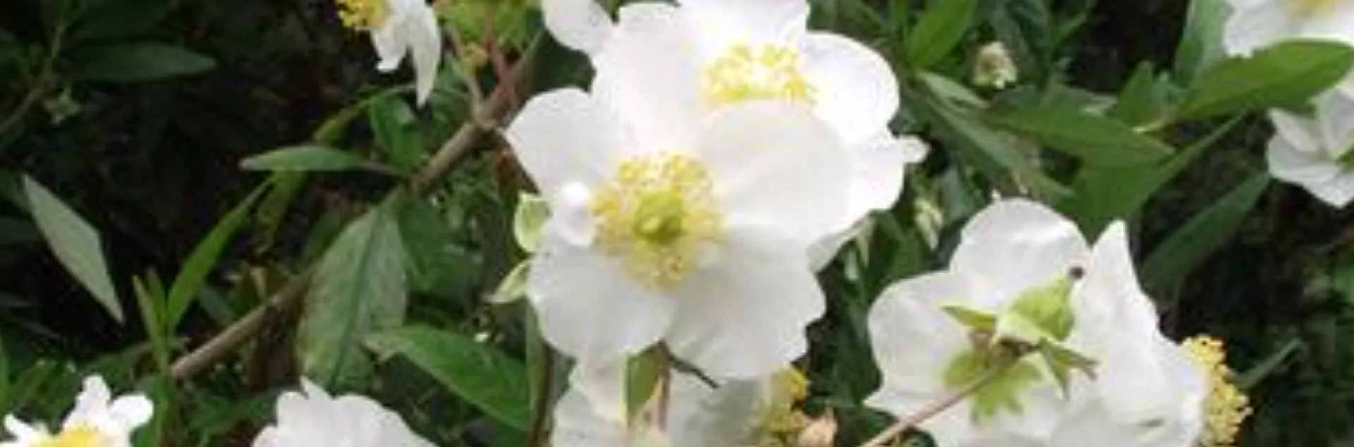 white and yellow flowers on the Carpenteria californica or Bush Anenome