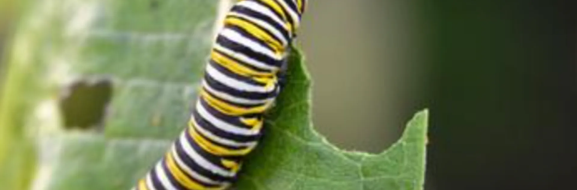 yellow, white, and black striped caterpillar eating a leaf