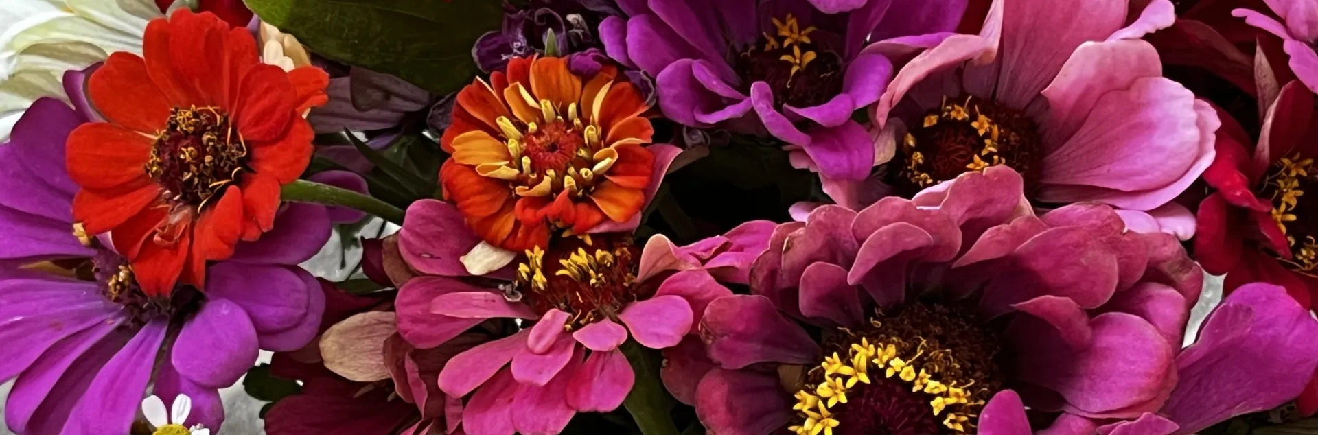 Two new Master Gardener workshops delve into the growing and arranging of cut flowers, like these zinnias. J.C. Lawrence