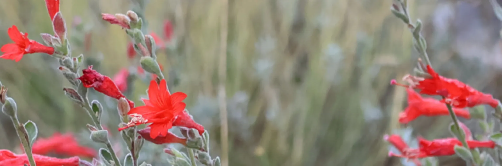 Flowering native California plant with silver leaves