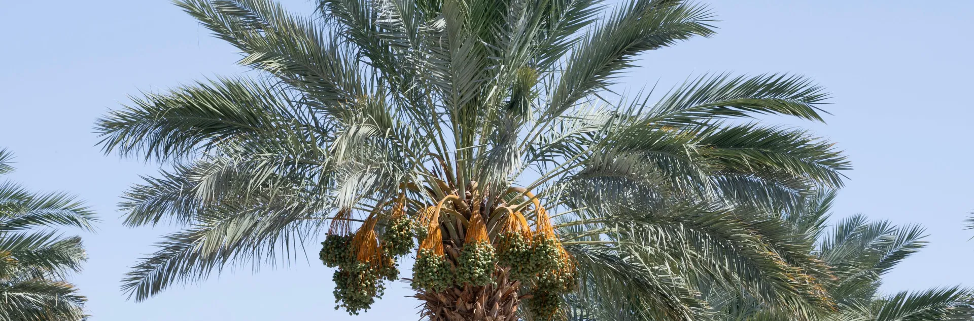 Field shot of tropical trees with a single trunk, large green feathery leaves, no branches, and bunches of round green fruit near leaves.