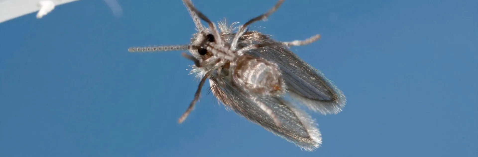 Drain fly with grey fringed wings shown from below on a blue background.