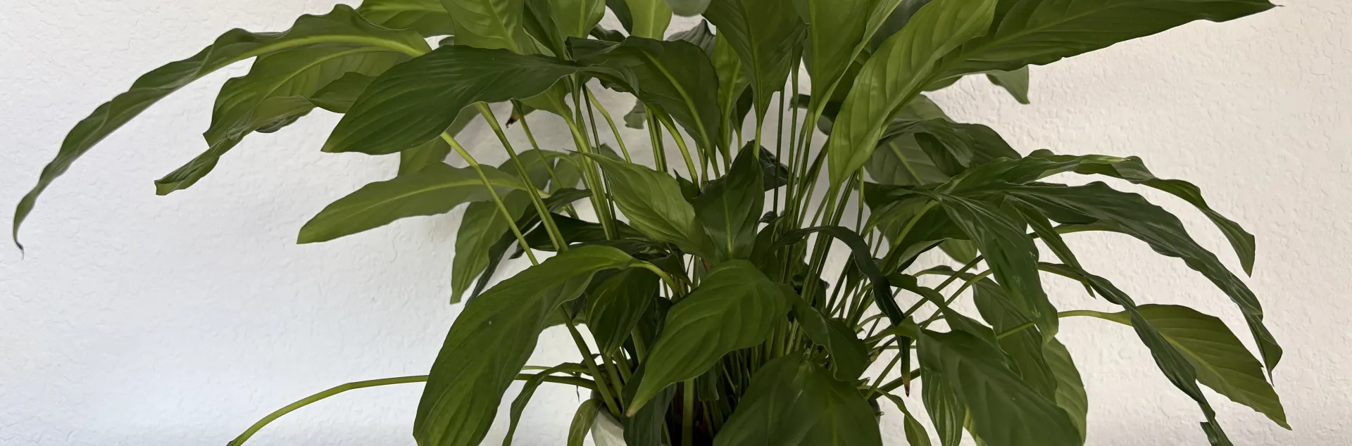 a large spreading peace lily with arcing leaves in a container
