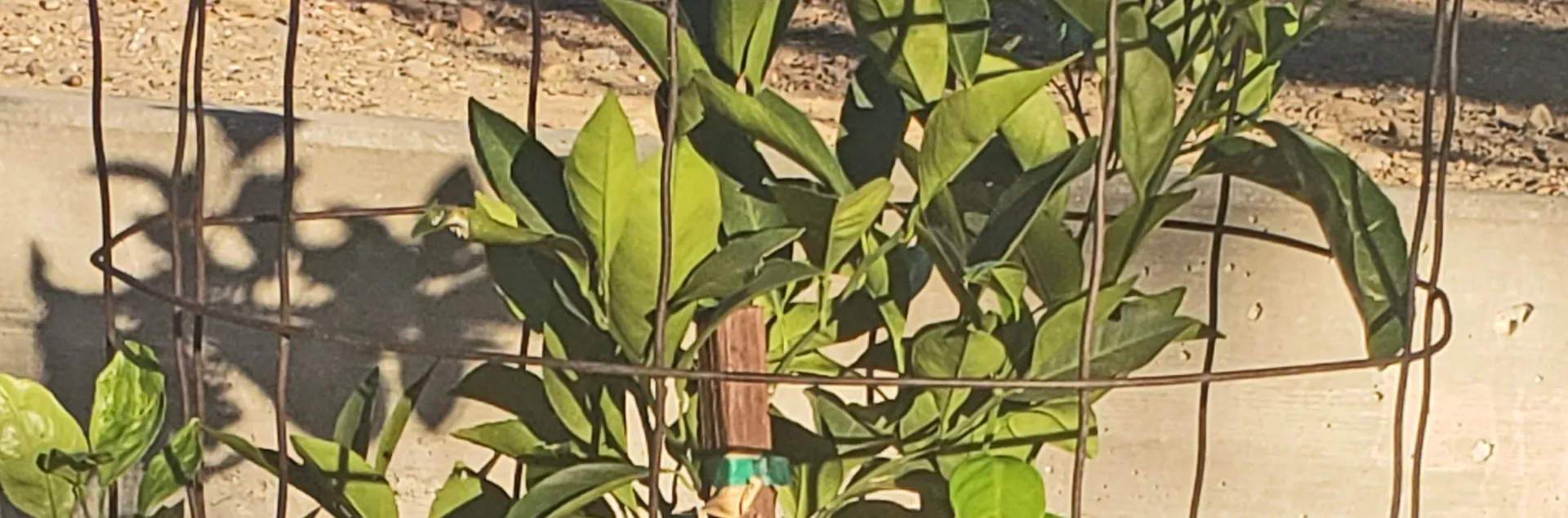 Young orange tree protected by goat fence barrier. Michelle McNeill