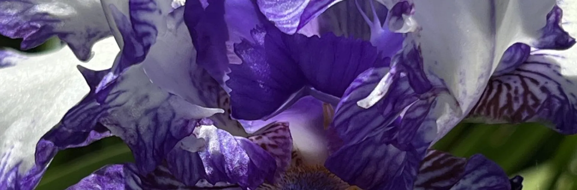 Iris flower close up