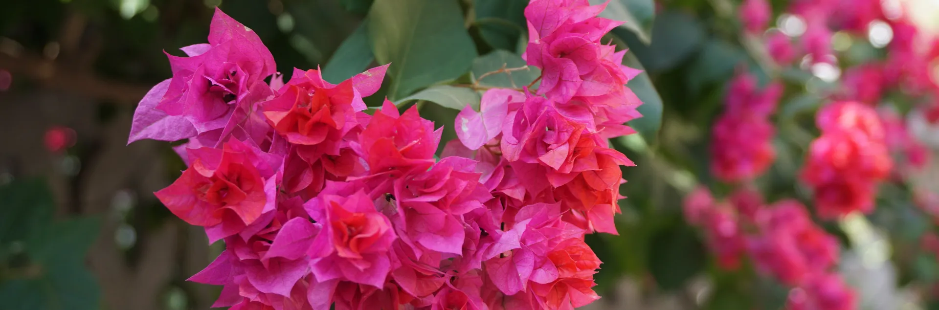 Pink bougainvillea
