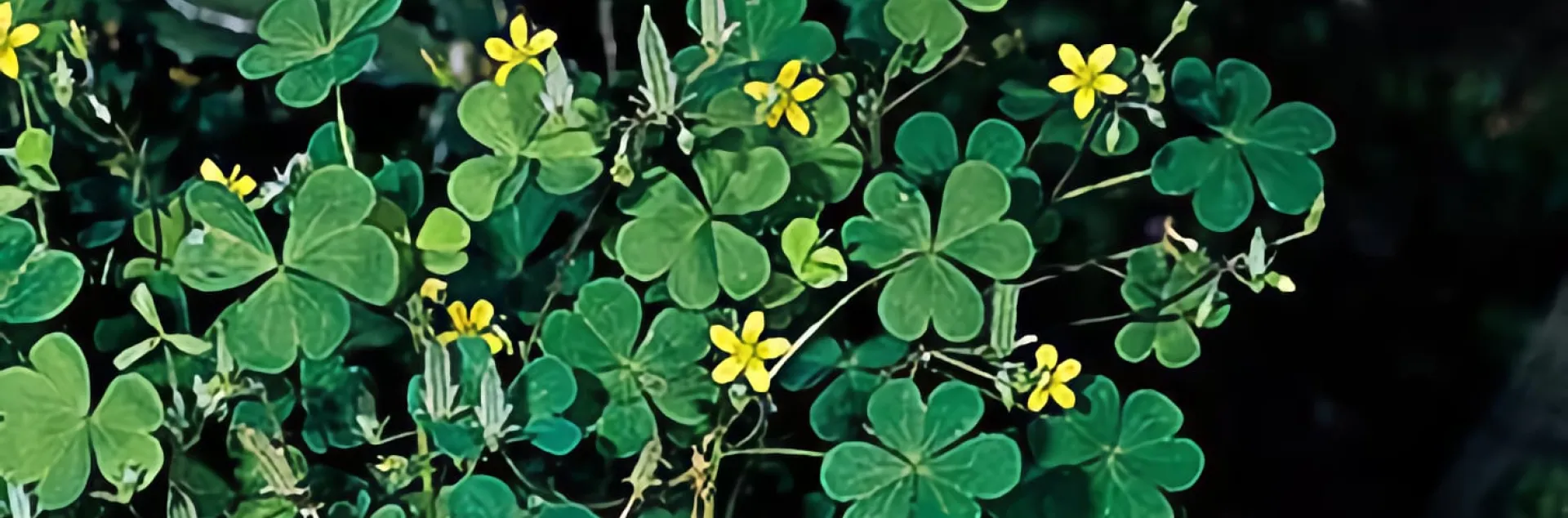Cluster of oxalis plants with clover-like leaves and small yellow flowers against a dark background.