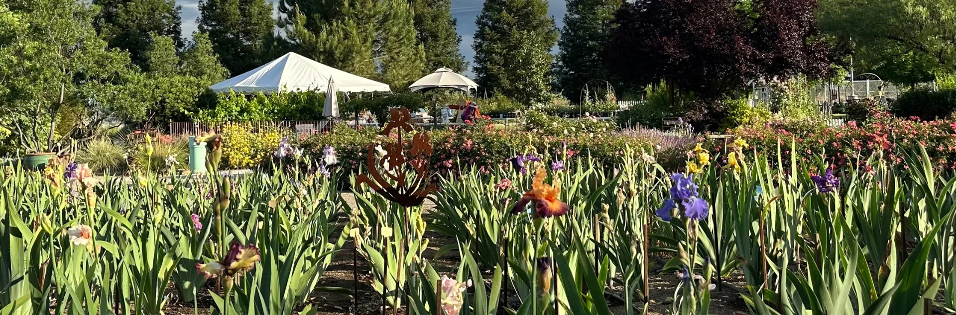 Field of irises