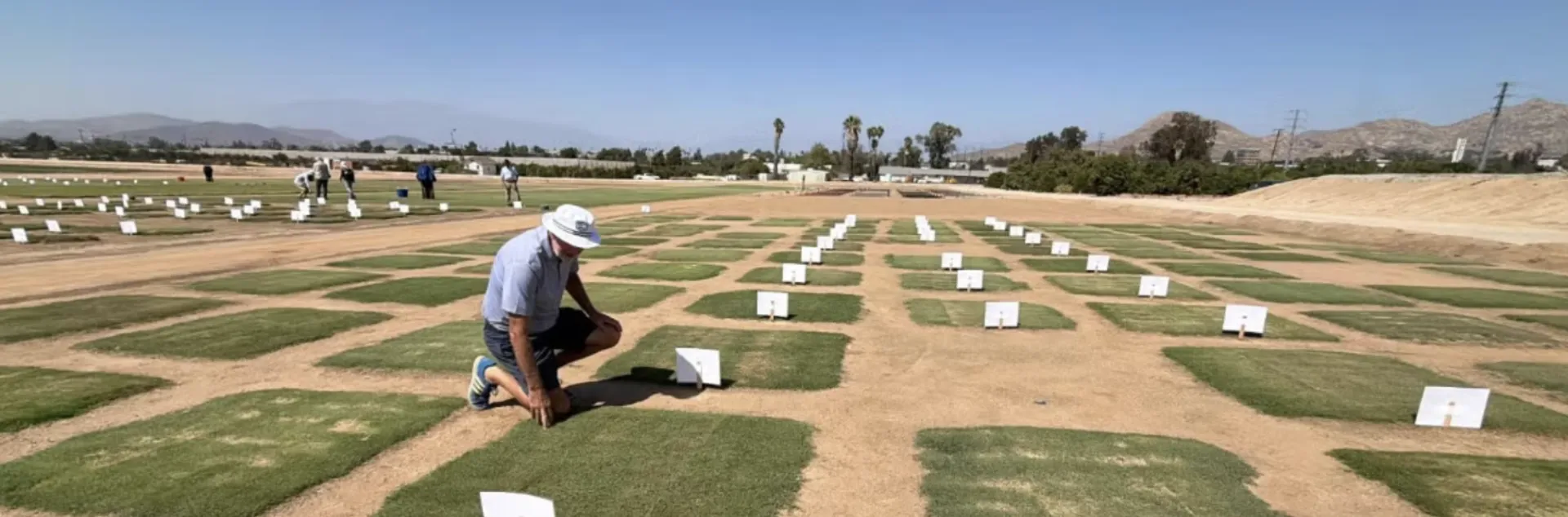 A man kneels down to examine a square of green grass. He is surrounded by squares of turf separated by rows of bare soil in the field