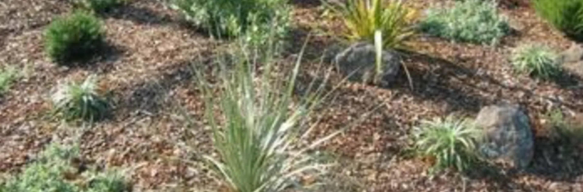 a neatly cleaned perennial bed with a new layer of mulch