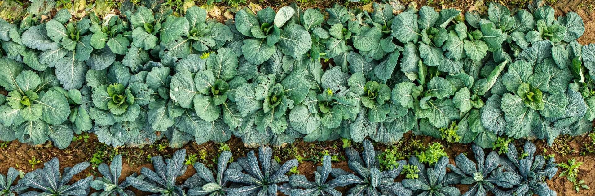 3 rows of cool season vegetables in different shades of green