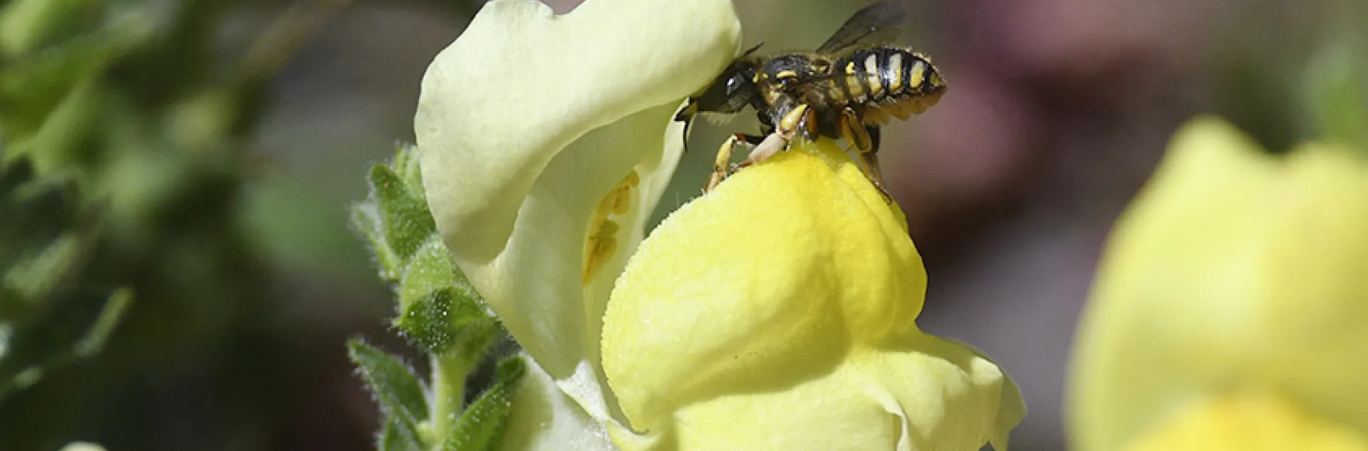European wool carder bee about to enter a snapdragon blossom. (Photo by Kathy Keatley Garvey)