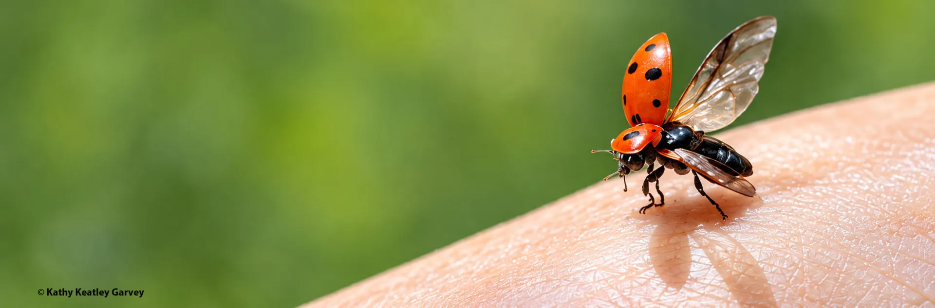 Newly released ladybug ready to take flight. (Photo by Kathy Keatley Garvey)