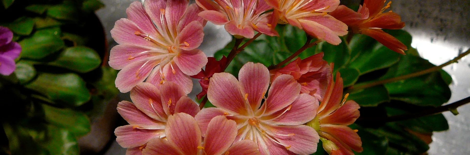 coral colored blossoms of the Lewisia plant