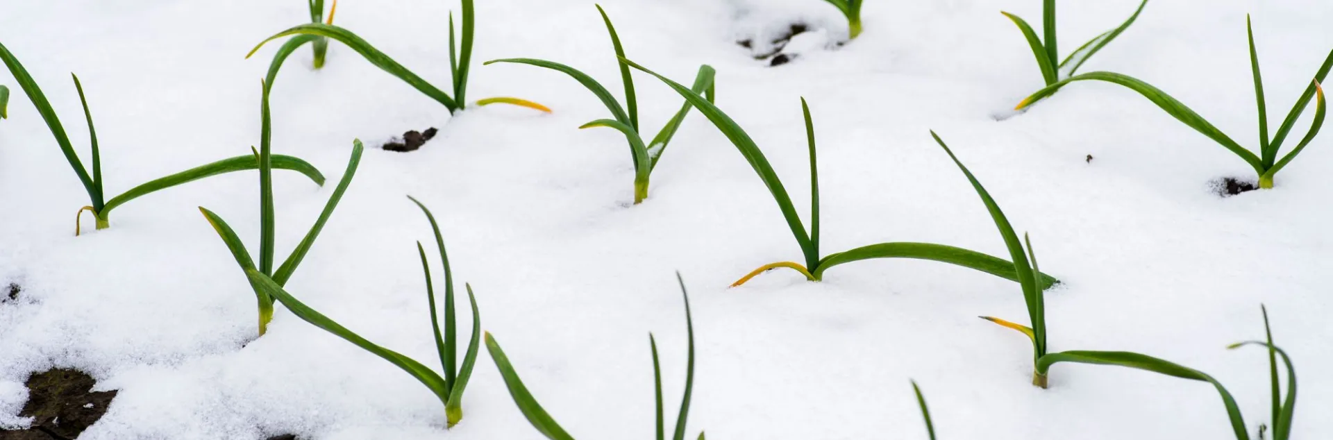 Garlic sprouting up through snow