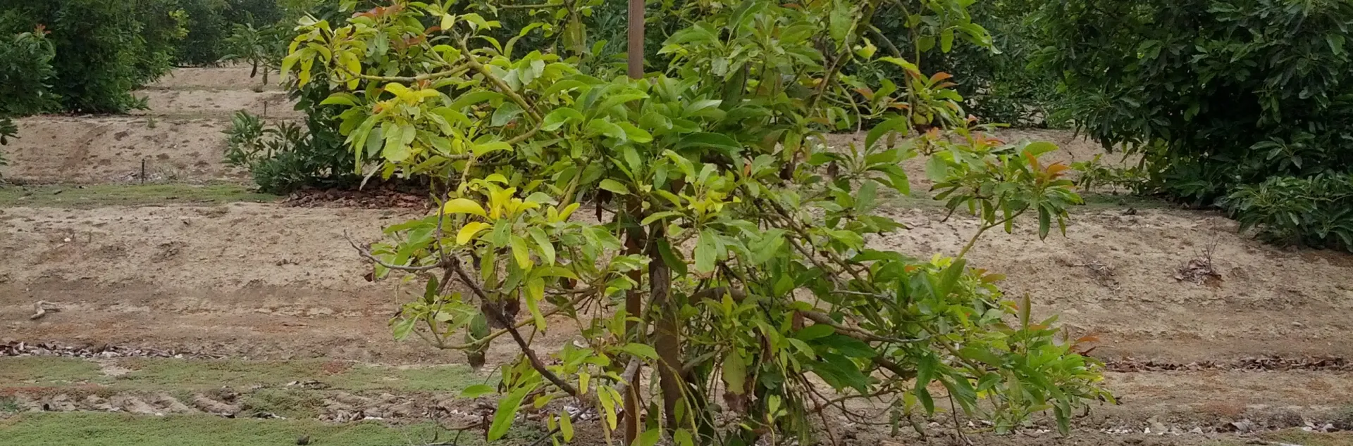 iron chlorosis