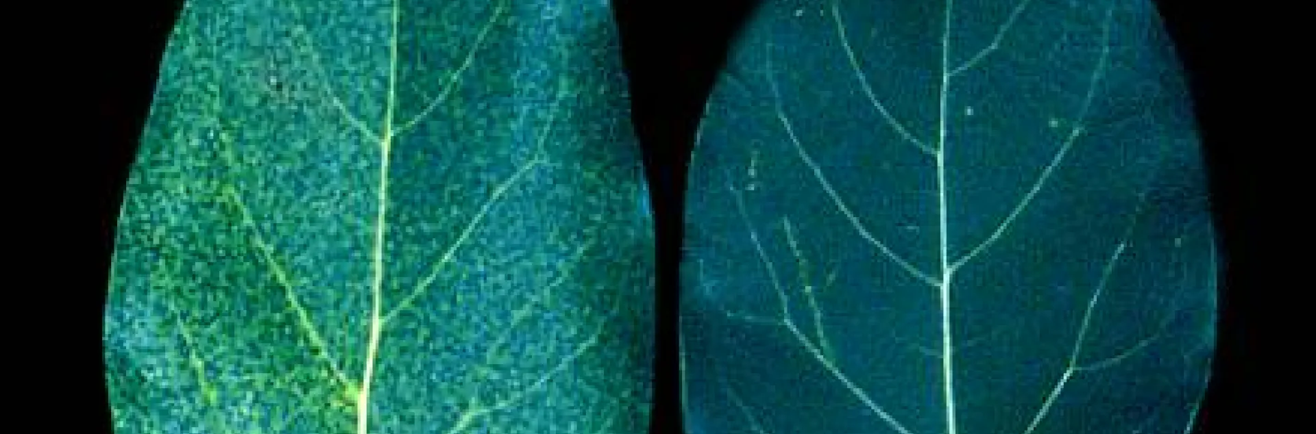 nitrogen deficient leaves