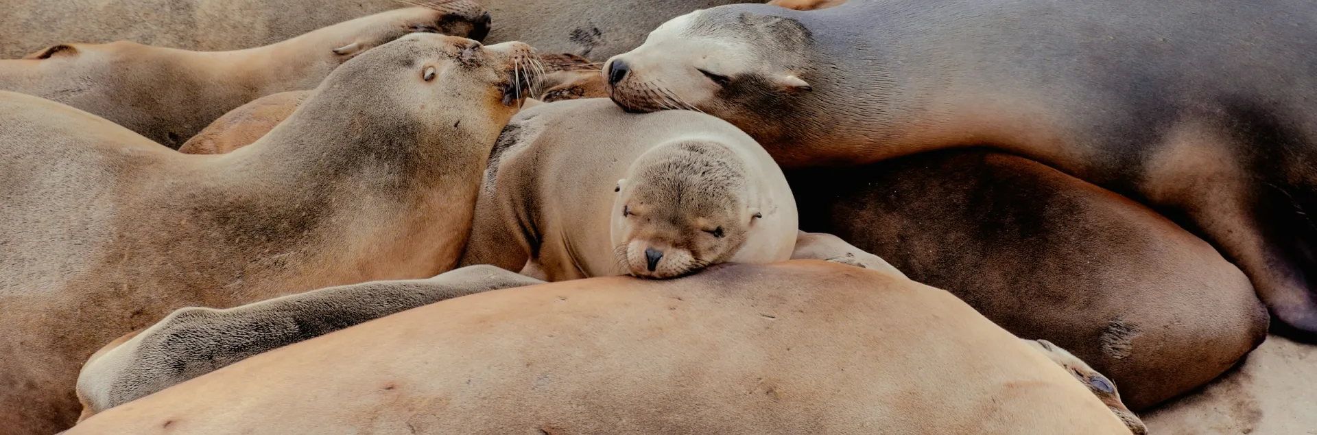 Sea lions rest together at a cove in La Jolla, California