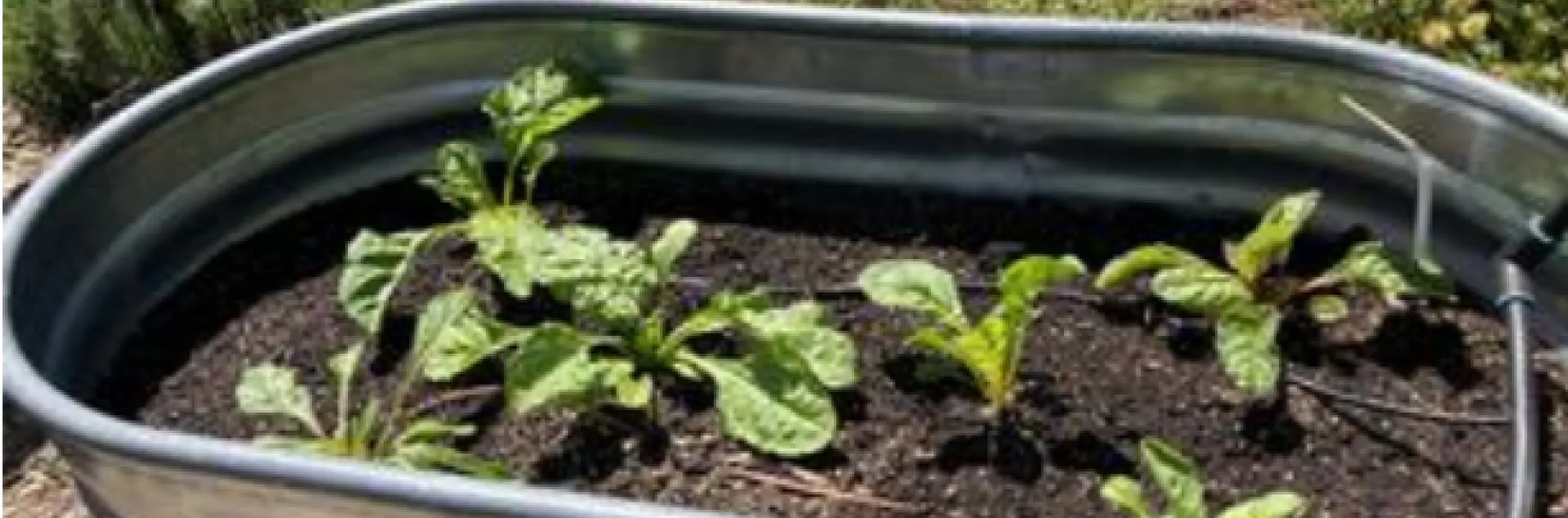 seedlings planted in a tin trough being used as a garden bed