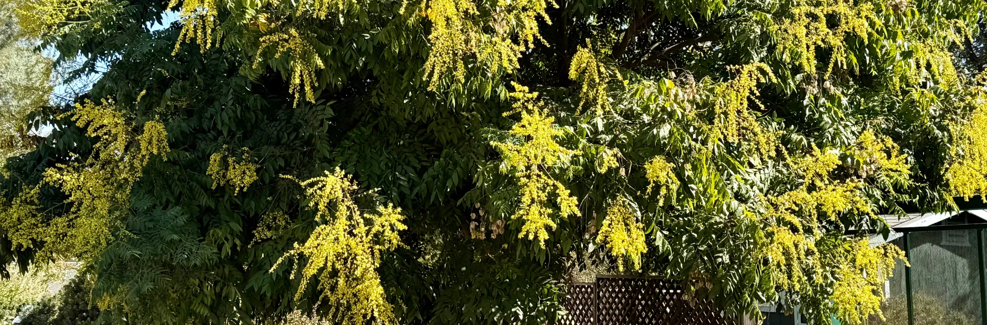 Goldenrain tree