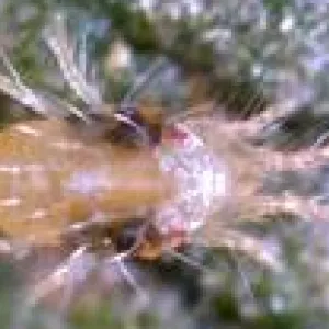 Two-spotted spider mite