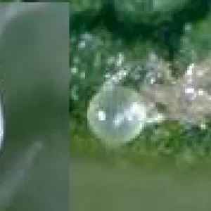 Galendromus occidentalis and spider mite egg-Jack Kelly Clark