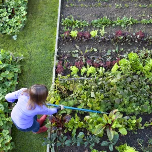 Raised Bed Gardening