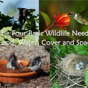 Swain 2016 Mar Sustainability1 Photo