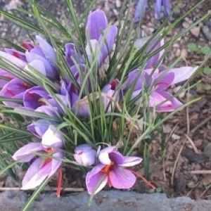 established clump of crocus howard wu