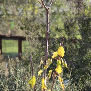 Pluot 'Geo Pride' after pruning