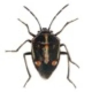 Bagrada adult
