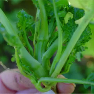 Multiple shoots