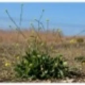 Shortpod mustard
