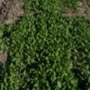 Turnip trap crop