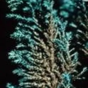 Chamaecyparis branchlet close