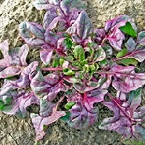 USDA Red spinach