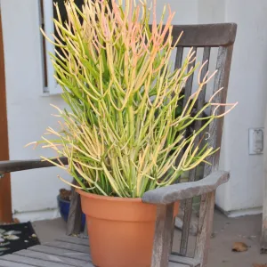 fire sticks in a pot