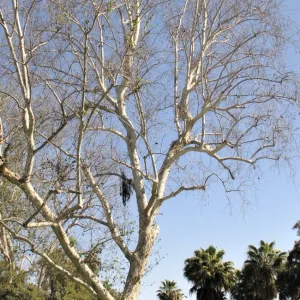 Árbol infectado por los escarabajos barrenadores polífago