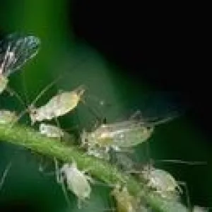 Blue Alfalfa Aphid (UC IPM)