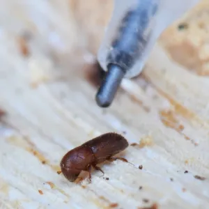 Fig 1. The adult female MOB is ~ 1/8 in long. Photo Credit: Curtis Ewing, Cal Fire.