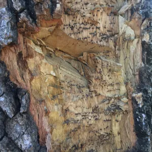 Fig2 QULObole MOB MJ