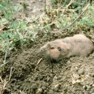 Pocket Gopher in Alfalfa