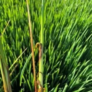 Figure 1. Ear blight attributed to Nigrospora oryza on M-211 rice, Butte County, 2022.