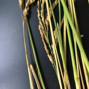 Figure 2. Nigrospora oryza was identified prior to harvest on the culm of this Delta M-105 sample. The fungus was also identified at other locations in the Delta on M-206.