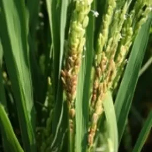 Figure 3. Panicle discoloration attributed to Nigrospora oryza on CM-203, Yolo County, 2021.