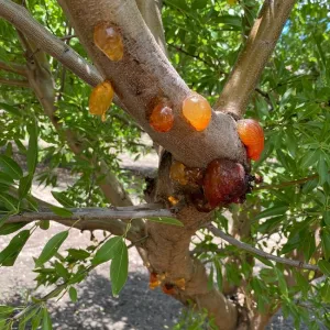 Bolas de goma en un rango de colores –desde ámbar a purpureo- son característicos de Phytophthora aérea causada por la especie Phytophthora syringae. Fotografía por Alejandro Hernández