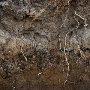 Layers of soil