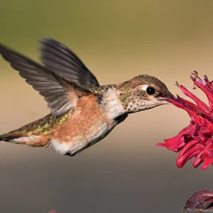hummingbird